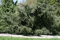 Virginischer Wacholder 'Glauca', Juniperus virginiana 'Glauca', Kauf von 05212_juniperus_virginiana_glauca_img_7442.jpg
