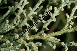 Virginischer Wacholder 'Glauca', Juniperus virginiana 'Glauca', Kauf von 05212_juniperus_virginiana_glauca_img_7443.jpg
