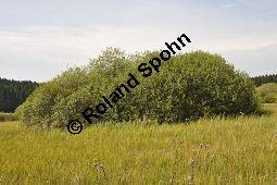 Grau-Weide, Salix cinerea Kauf von 05214_salix_cinerea_dsc_0153.jpg