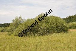 Grau-Weide, Salix cinerea Kauf von 05214_salix_cinerea_dsc_0154.jpg