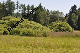 Grau-Weide, Salix cinerea Kauf von 05214_salix_cinerea_dsc_4607.jpg
