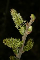 Grau-Weide, Salix cinerea Kauf von 05214_salix_cinerea_img_6868.jpg