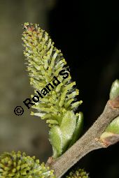 Grau-Weide, Salix cinerea Kauf von 05214_salix_cinerea_img_6870.jpg