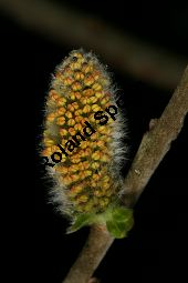Grau-Weide, Salix cinerea Kauf von 05214_salix_cinerea_img_7168.jpg