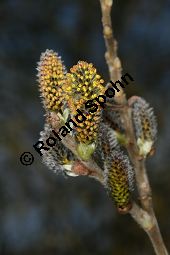 Grau-Weide, Salix cinerea Kauf von 05214salix_cinereaimg_5723.jpg