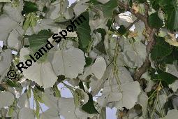 Silber-Linde, Tilia tomentosa, Tilia alba, Tilia argentea Kauf von 05218_tilia_tomentosa_dsc_4107.jpg