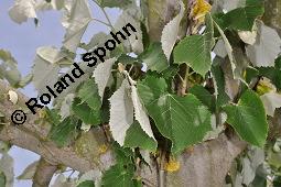 Silber-Linde, Tilia tomentosa, Tilia alba, Tilia argentea Kauf von 05218_tilia_tomentosa_dsc_4108.jpg