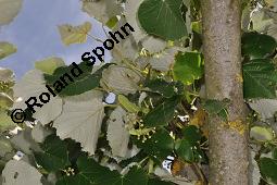 Silber-Linde, Tilia tomentosa, Tilia alba, Tilia argentea Kauf von 05218_tilia_tomentosa_dsc_4937.jpg