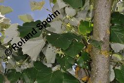 Silber-Linde, Tilia tomentosa, Tilia alba, Tilia argentea Kauf von 05218_tilia_tomentosa_dsc_4938.jpg