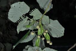 Silber-Linde, Tilia tomentosa, Tilia alba, Tilia argentea Kauf von 05218_tilia_tomentosa_dsc_7507.jpg