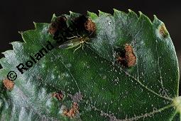 Silber-Linde, Tilia tomentosa, Tilia alba, Tilia argentea Kauf von 05218_tilia_tomentosa_dsc_7509.jpg