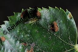 Silber-Linde, Tilia tomentosa, Tilia alba, Tilia argentea Kauf von 05218_tilia_tomentosa_dsc_7510.jpg