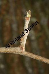 Silber-Linde, Tilia tomentosa, Tilia alba, Tilia argentea Kauf von 05218_tilia_tomentosa_img_6004.jpg