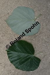 Silber-Linde, Tilia tomentosa, Tilia alba, Tilia argentea Kauf von 05218_tilia_tomentosa_img_8980.jpg