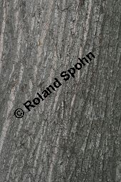 Silber-Linde, Tilia tomentosa, Tilia alba, Tilia argentea Kauf von 05218_tilia_tomentosa_img_8982.jpg