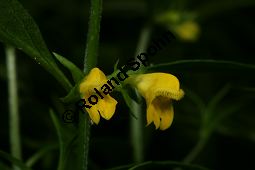 Wald-Wachtelweizen, Melampyrum sylvaticum Kauf von 05234melampyrum_sylvaticumimg_7650.jpg