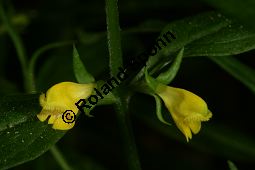 Wald-Wachtelweizen, Melampyrum sylvaticum Kauf von 05234melampyrum_sylvaticumimg_7653.jpg