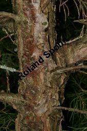 Chinesischer Wacholder, Juniperus chinensis Sorte, Cupressaceae, Juniperus chinensis Sorte, Chineischer Wacholder Sorte, fruchtend Kauf von 05241_juniperus_chinensis_img_7196.jpg