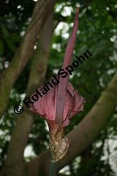 Konjak-Knolle, Voodoolilie, Amorphophallus konjac Kauf von 05250amorphophallus_konjacimg_5570.jpg