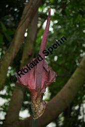 Konjak-Knolle, Voodoolilie, Amorphophallus konjac Kauf von 05250amorphophallus_konjacimg_5571.jpg