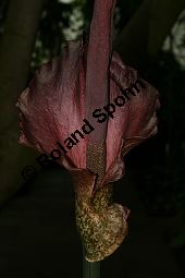 Konjak-Knolle, Voodoolilie, Amorphophallus konjac Kauf von 05250amorphophallus_konjacimg_5572.jpg