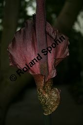 Konjak-Knolle, Voodoolilie, Amorphophallus konjac Kauf von 05250amorphophallus_konjacimg_5574.jpg