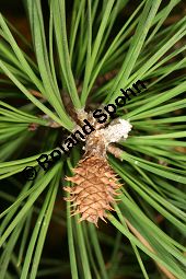Pech-Kiefer, Steife Kiefer, Pinus rigida, Pinus taeda rigida, Pinus fraserei, Pinus serotina Kauf von 05253_pinus_rigida_img_5086.jpg