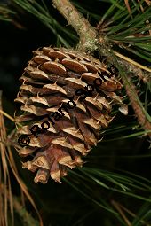 Pech-Kiefer, Steife Kiefer, Pinus rigida, Pinus taeda rigida, Pinus fraserei, Pinus serotina Kauf von 05253_pinus_rigida_img_5094.jpg