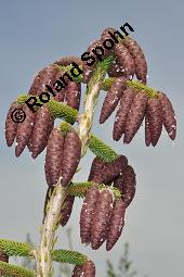 Kaukasus-Fichte, Morgenländische Fichte, Sapindus-Fichte, Picea orientalis, Picea wittmanniana Kauf von 05257_picea_orientalis_dsc_4123.jpg