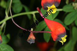Dreifarbige Kapuzinerkresse, Tropaeolum tricolor Kauf von 05267tropaeolum_tricolorimg_5327.jpg
