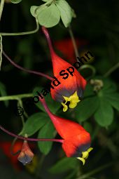 Dreifarbige Kapuzinerkresse, Tropaeolum tricolor Kauf von 05267tropaeolum_tricolorimg_5328.jpg