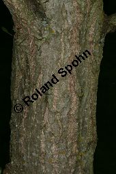 Galle auf Schwarz-Pappel, Populus nigra, Salicaceae, Populus nigra, Schwarz-Pappel, Galle Kauf von 05285_populus_nigra_img_8271.jpg