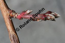 Pfirsich 'Amsden', Prunus persica 'Amsden' Kauf von 05286_prunus_persica_amsden_img_5860.jpg