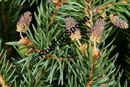 Schwarz-Fichte, Nordamerikanische Schwarz-Fichte, Picea mariana, Picea nigra, Picea brevifolia Kauf von 05304_picea_mariana_img_8255.jpg