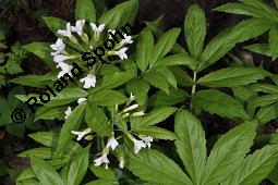 Fiederblttrige Zahnwurz, Fieder-Zahnwurz, Cardamine heptaphylla, Dentaria heptaphylla, Dentaria pinnata, Cardamine heptaphylla, Dentaria heptaphylla, Dentaria pinnata, Fiederblttrige Zahnwurz, Fieder-Zahnwurz, Brassicaceae, Blhend Kauf von 05312_cardamine_heptaphylla_dsc_8885.jpg