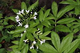 Fiederblttrige Zahnwurz, Fieder-Zahnwurz, Cardamine heptaphylla, Dentaria heptaphylla, Dentaria pinnata, Cardamine heptaphylla, Dentaria heptaphylla, Dentaria pinnata, Fiederblttrige Zahnwurz, Fieder-Zahnwurz, Brassicaceae, Blhend Kauf von 05312_cardamine_heptaphylla_dsc_8886.jpg