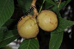 Ohio-Rosskastanie, Aesculus glabra, Aesculus glabra var. monticola, Aesculus ohioensis, Aesculus glabra, Aesculus glabra var. monticola, Aesculus ohioensis, Ohio-Rosskastanie, Sapindaceae, fruchtend Kauf von 05372_aesculus_glabra_dsc_7114.jpg