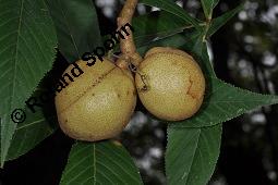 Ohio-Rosskastanie, Aesculus glabra, Aesculus glabra var. monticola, Aesculus ohioensis, Aesculus glabra, Aesculus glabra var. monticola, Aesculus ohioensis, Ohio-Rosskastanie, Sapindaceae, fruchtend Kauf von 05372_aesculus_glabra_dsc_7115.jpg