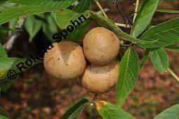 Ohio-Rosskastanie, Aesculus glabra, Aesculus glabra var. monticola, Aesculus ohioensis, Aesculus glabra, Aesculus glabra var. monticola, Aesculus ohioensis, Ohio-Rosskastanie, Sapindaceae, fruchtend Kauf von 05372_aesculus_glabra_dsc_7116.jpg