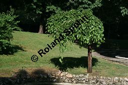 Weißer Maulbeerbaum 'Pendula', Morus alba 'Pendula', Moraceae, Morus alba 'Pendula', Weißer Maulbeerbaum 'Pendula', fruchtend Kauf von 05383_morus_alba_pendula_img_9268.jpg