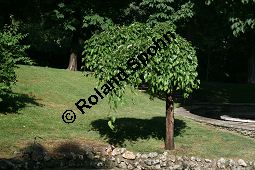 Weißer Maulbeerbaum 'Pendula', Morus alba 'Pendula', Moraceae, Morus alba 'Pendula', Weißer Maulbeerbaum 'Pendula', fruchtend Kauf von 05383_morus_alba_pendula_img_9269.jpg