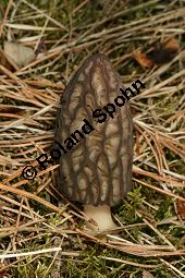 Spitz-Morchel, Köstliche Morchel, Morchella conica Kauf von 05391morchella_conicaimg_6348.jpg