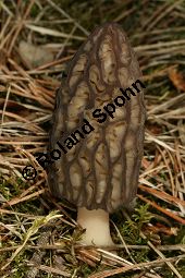 Spitz-Morchel, Köstliche Morchel, Morchella conica Kauf von 05391morchella_conicaimg_6349.jpg