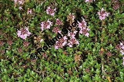 Frhblhender Thymian, Gewhnlicher Frhblhender Thymian, Niedergestreckter Thymian, Thymus praecox, Thymus praecox ssp. praecox Kauf von 05400_thymus_praecox_img_9767.jpg