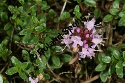 Frühblühender Thymian, Gewöhnlicher Frühblühender Thymian, Niedergestreckter Thymian, Thymus praecox, Thymus praecox ssp. praecox Kauf von 05400_thymus_praecox_img_9768.jpg