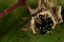 Samthaarige Stinkesche, Tetradium daniellii, Euodia daniellii, Euodia hupehensis Kauf von 05435_tetradium_danielliiimg_4848.jpg