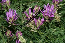 Esparsetten-Tragant, Astragalus onobrychis, Fabaceae, Astragalus onobrychis, Esparsetten-Tragant, Blühend Kauf von 05438astragalus_onobrychisimg_3409.jpg