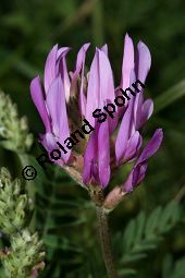 Esparsetten-Tragant, Astragalus onobrychis, Fabaceae, Astragalus onobrychis, Esparsetten-Tragant, Blühend Kauf von 05438astragalus_onobrychisimg_3410.jpg