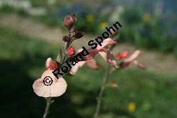 Pfirsich-Salbei, Salvia greggii, Lamiaceae, Salvia greggii, Pfirsich-Salbei, Blühend Kauf von 05453salvia_greggii_img_1724.jpg