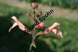Pfirsich-Salbei, Salvia greggii, Lamiaceae, Salvia greggii, Pfirsich-Salbei, Blühend Kauf von 05453salvia_greggii_img_1725.jpg
